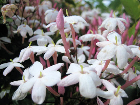 Jasminum polyanthum