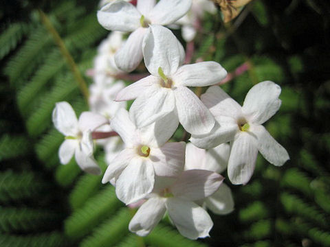 Jasminum polyanthum