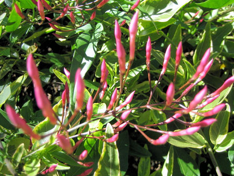 Jasminum polyanthum