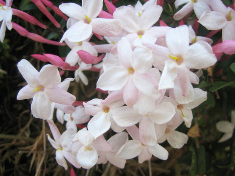 Jasminum polyanthum