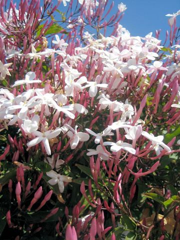 Jasminum polyanthum