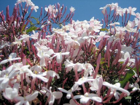 Jasminum polyanthum