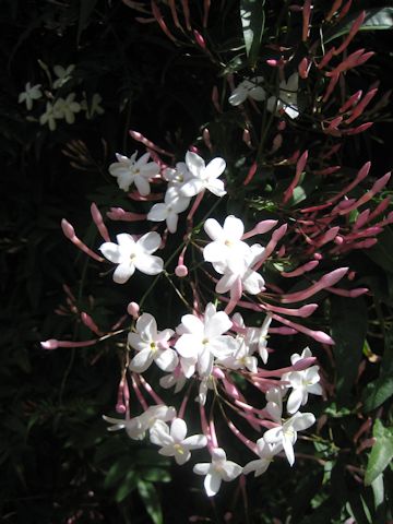 Jasminum polyanthum