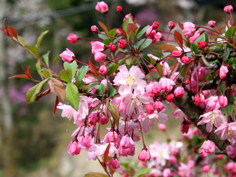 Malus halliana