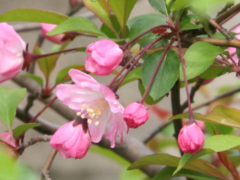 Malus halliana