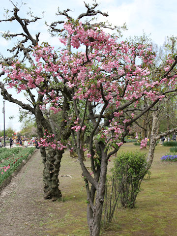 Malus halliana