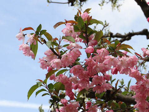 Malus halliana