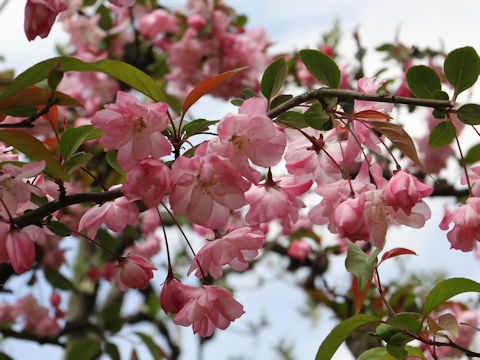 Malus halliana