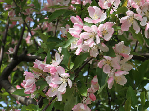 Malus halliana