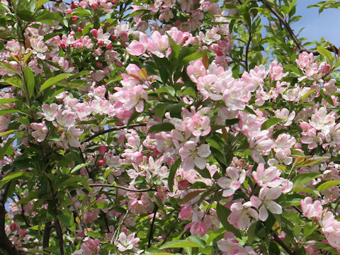 Malus halliana