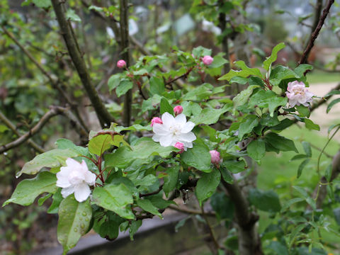 Malus halliana