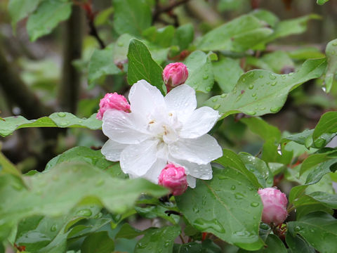 Malus halliana