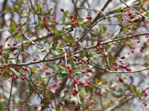 Malus halliana