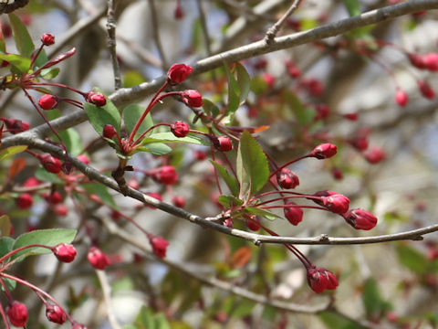 Malus halliana