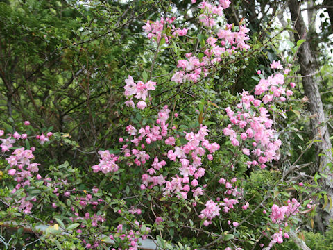 Malus halliana