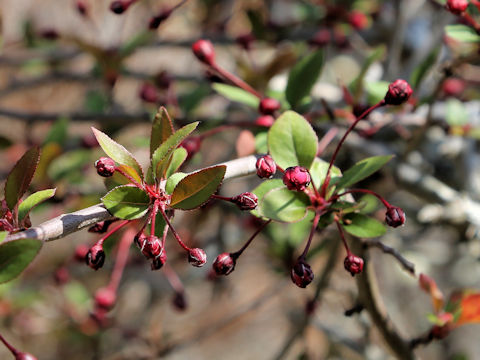 Malus halliana