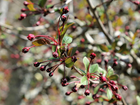 Malus halliana