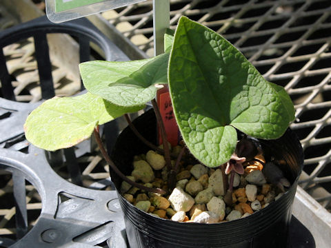 Asarum hatsushimae
