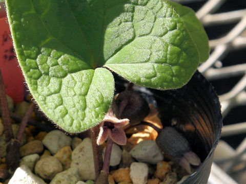 Asarum hatsushimae