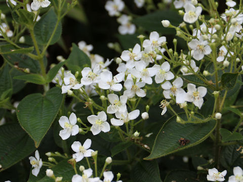 Bredia hirsuta