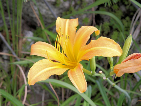 Hemerocallis fulva var. littorea