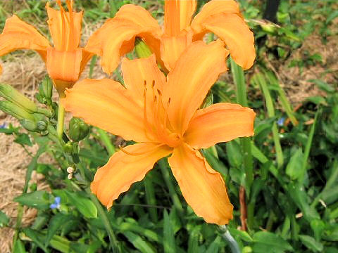 Hemerocallis fulva var. littorea