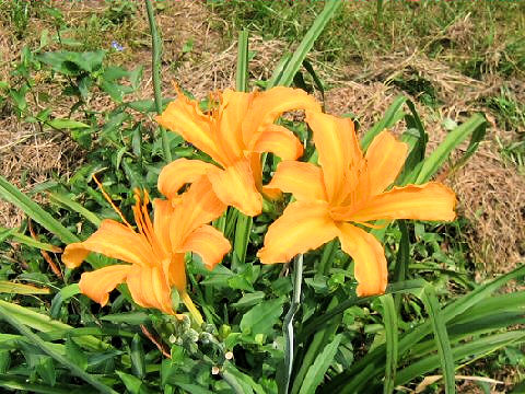 Hemerocallis fulva var. littorea