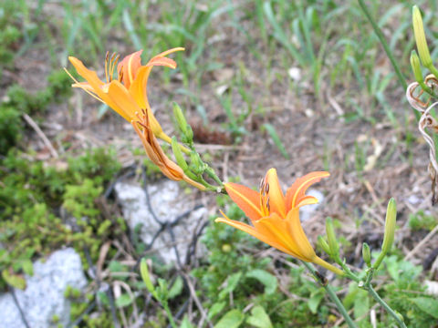 Hemerocallis fulva var. littorea