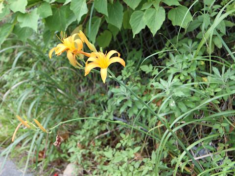 Hemerocallis fulva var. littorea