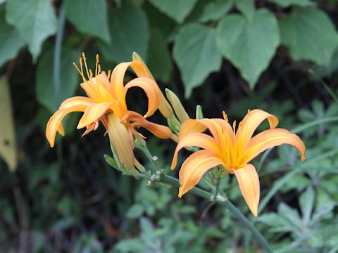 Hemerocallis fulva var. littorea