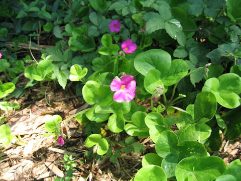 Oxalis bowiei