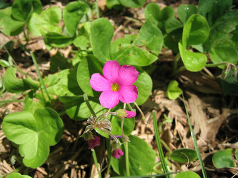 Oxalis bowiei