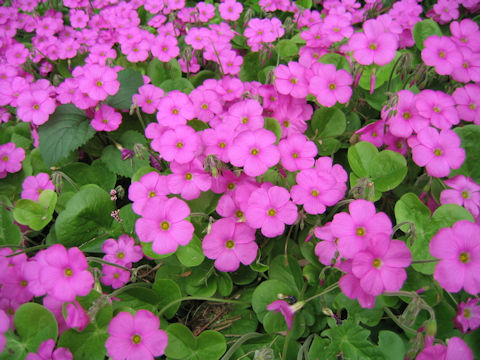 Oxalis bowiei