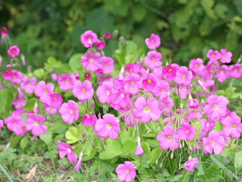 Oxalis bowiei