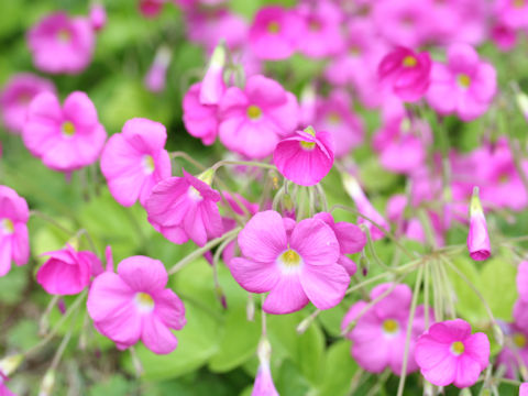 Oxalis bowiei