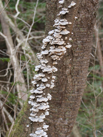 Trichaptum biforme