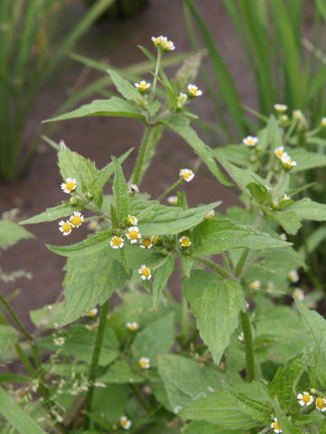 Galinsoga ciliata