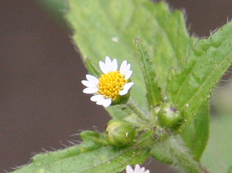 Galinsoga ciliata