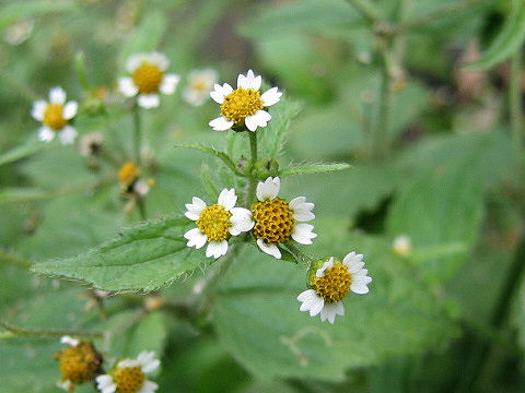 Galinsoga ciliata