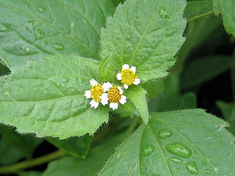 Galinsoga ciliata