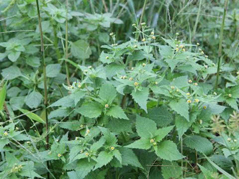 Galinsoga ciliata