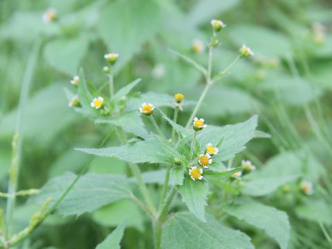 Galinsoga ciliata