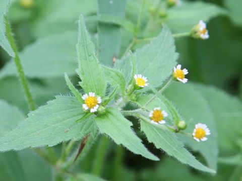 Galinsoga ciliata