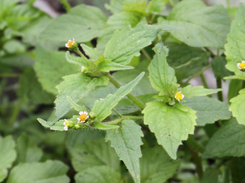 Galinsoga ciliata