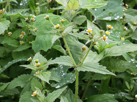 Galinsoga ciliata