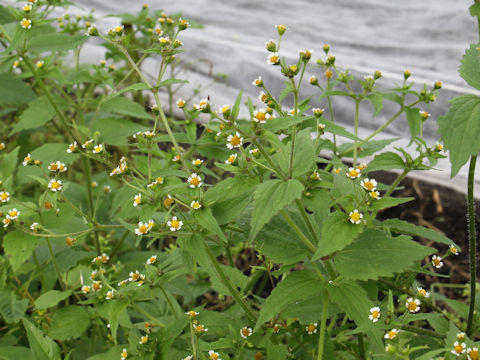 Galinsoga ciliata