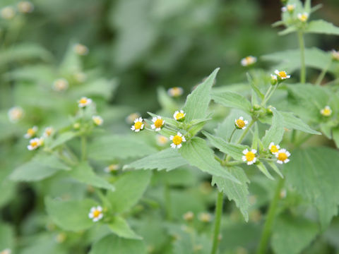 Galinsoga ciliata