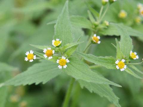 Galinsoga ciliata