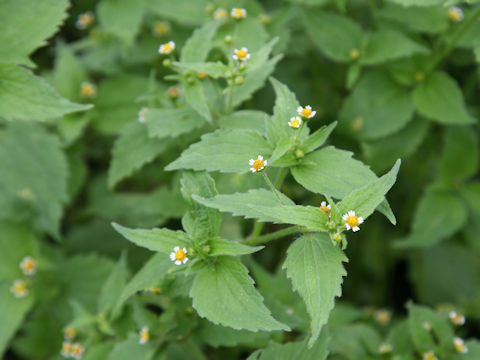 Galinsoga ciliata