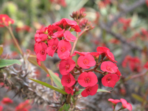 Euphorbia milii var. splendens